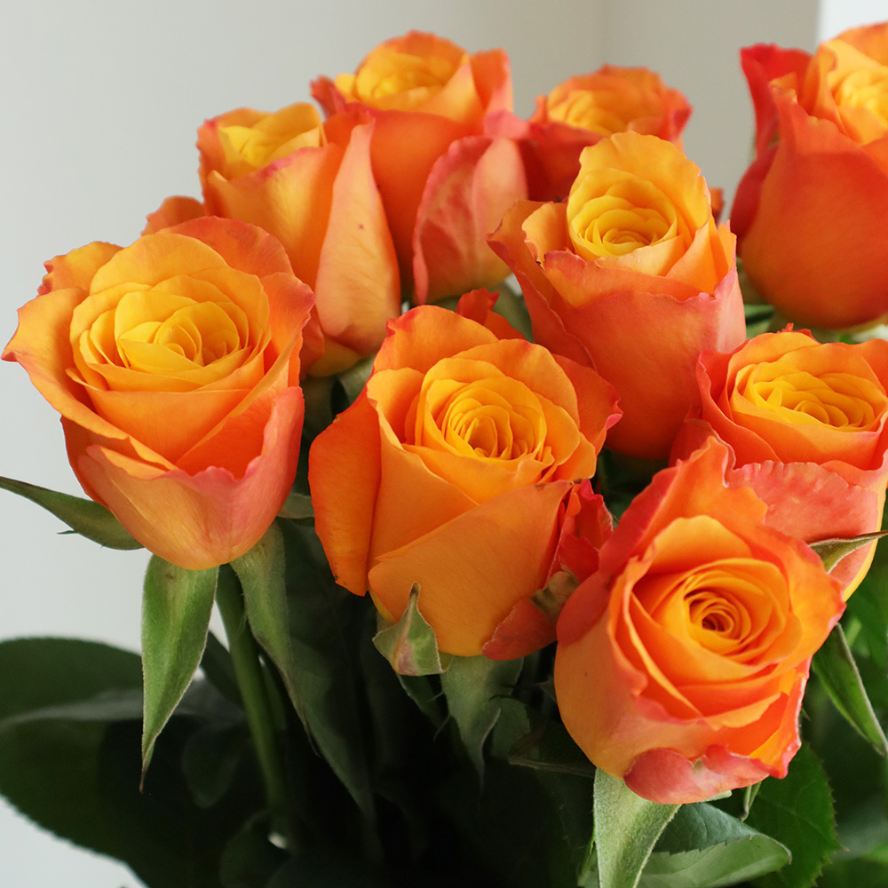 生花】ケニアローズ コンフィデンシャル 50cm～(オレンジ)【早締切-82