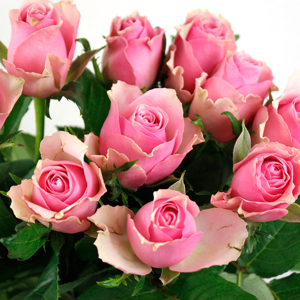 生花】ケニアローズ セレブ (ピンク) 50cm～ 【早締切-74】 - 花材通販