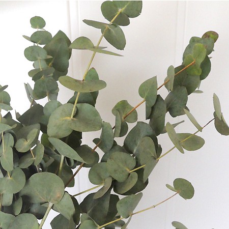 ITA16】【SHI】ユーカリ シネレア(束)4/11-16お届け - 花材通販はなど