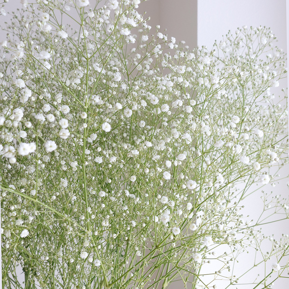 生花】カスミ草 2Lサイズ(ペールスターなど)【OT】 - 花材通販はなどん