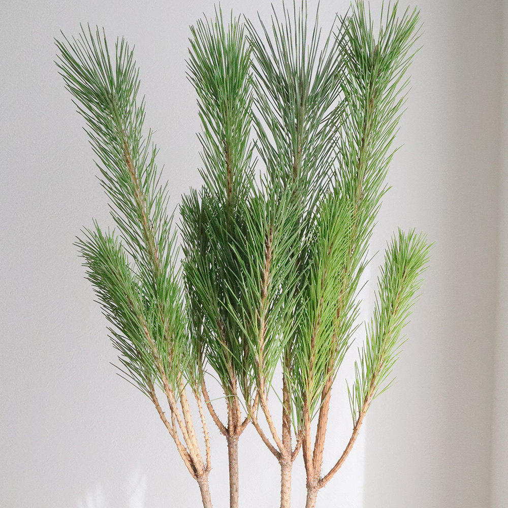 生花/即納】◇若松 1等 - 花材通販はなどんやアソシエ