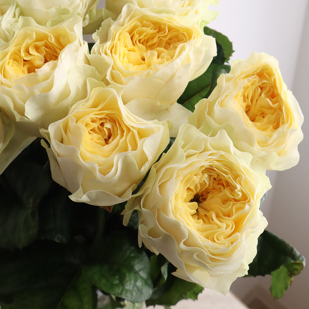 生花】バラ ハイドパーク(白ークリーム系ロゼット) 國枝バラ園 - 花材