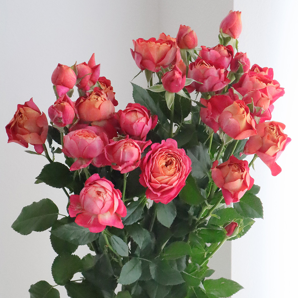 08直前!!SE】新品種!SPバラ みちくさ(コーラル〜オレンジ茶系) 60cm