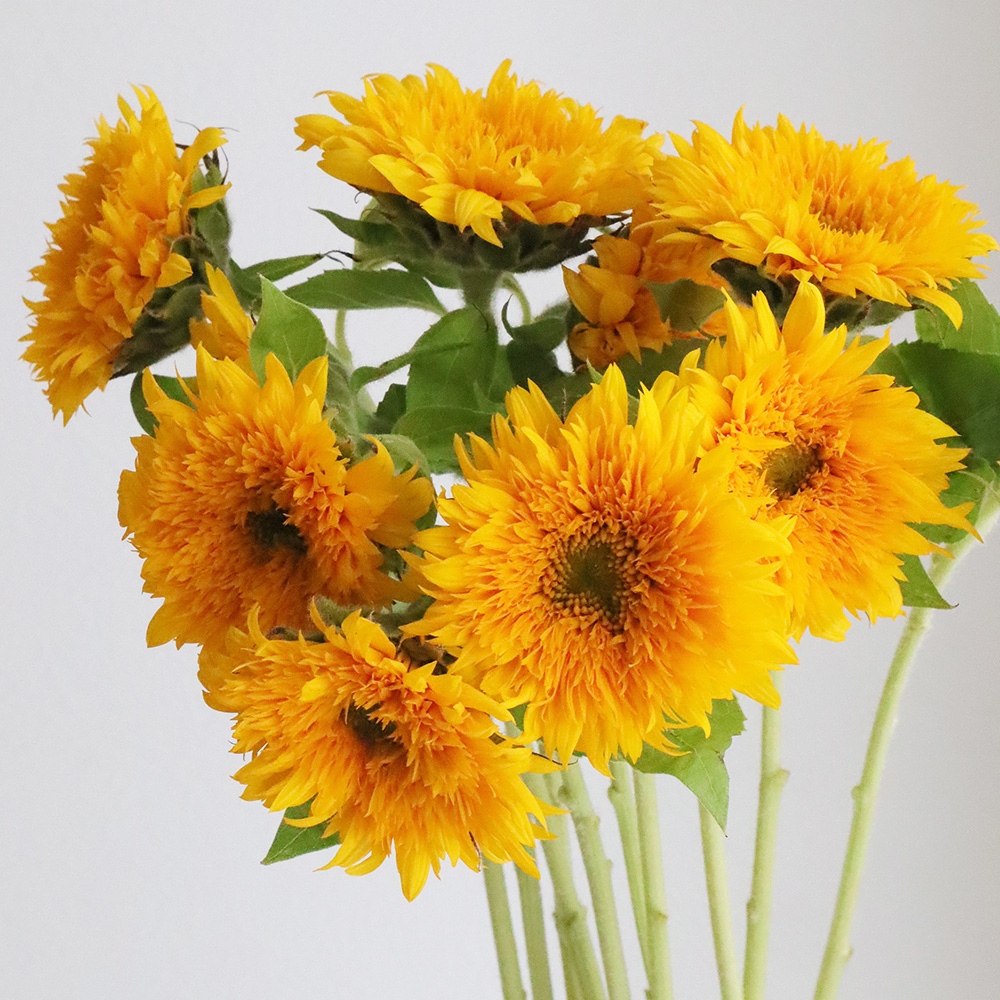 直前】ヒマワリ マヤダブル、東北八重など(オレンジ八重系)7～10cm前後