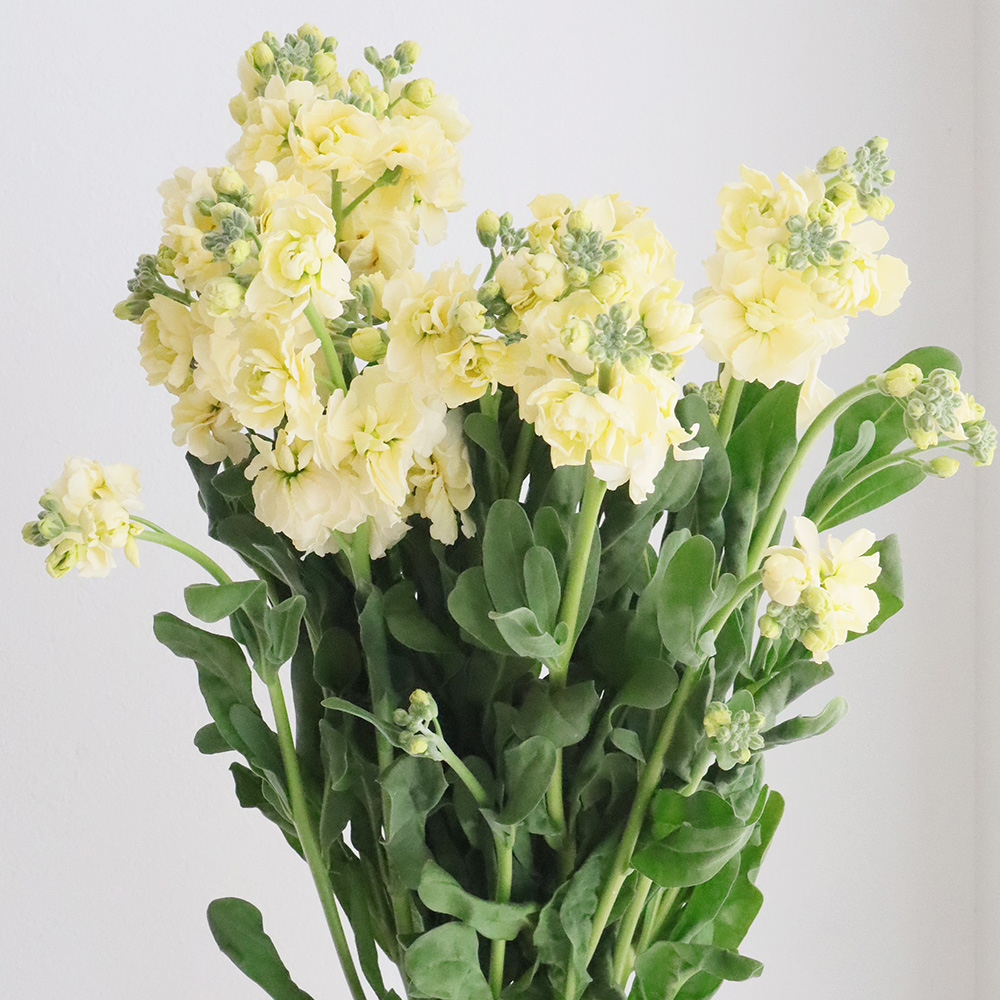 直前!】スプレーストック(黄色)イエローカルテットなど 60cm〜【OR-5