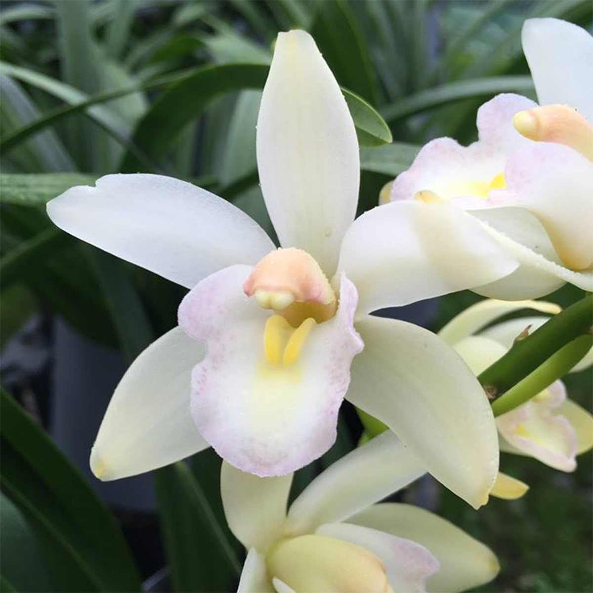 直前】石田蘭園テーブルシンビ 森の精 ゆい S(30〜40cm) - 花材通販は