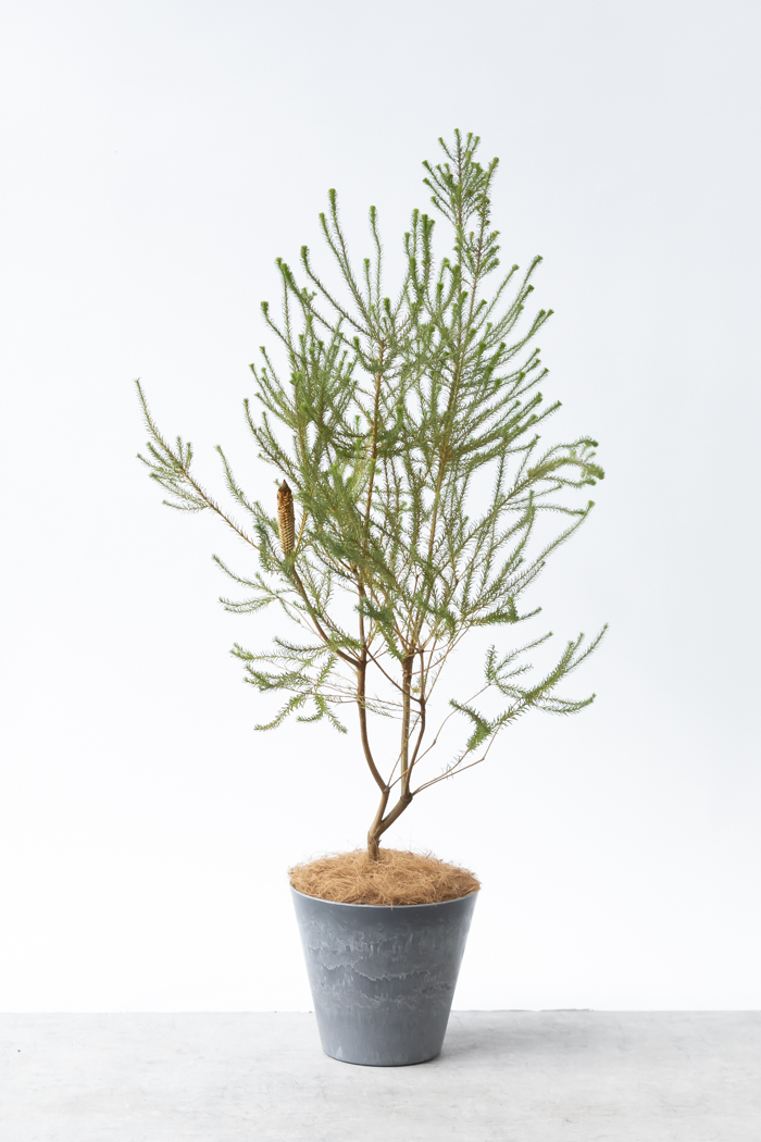 観葉植物 ヒースバンクシア（8号鉢）｜HanaPrime（ハナプライム）