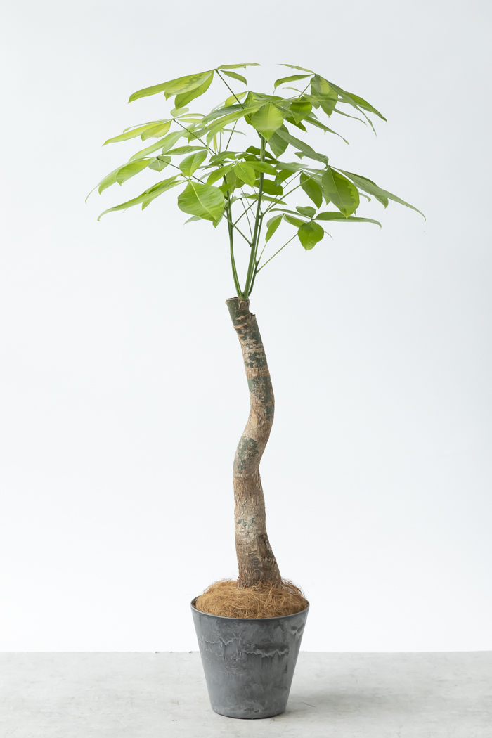 観葉植物 パキラ ムーンライト（8号鉢）｜HanaPrime（ハナプライム）