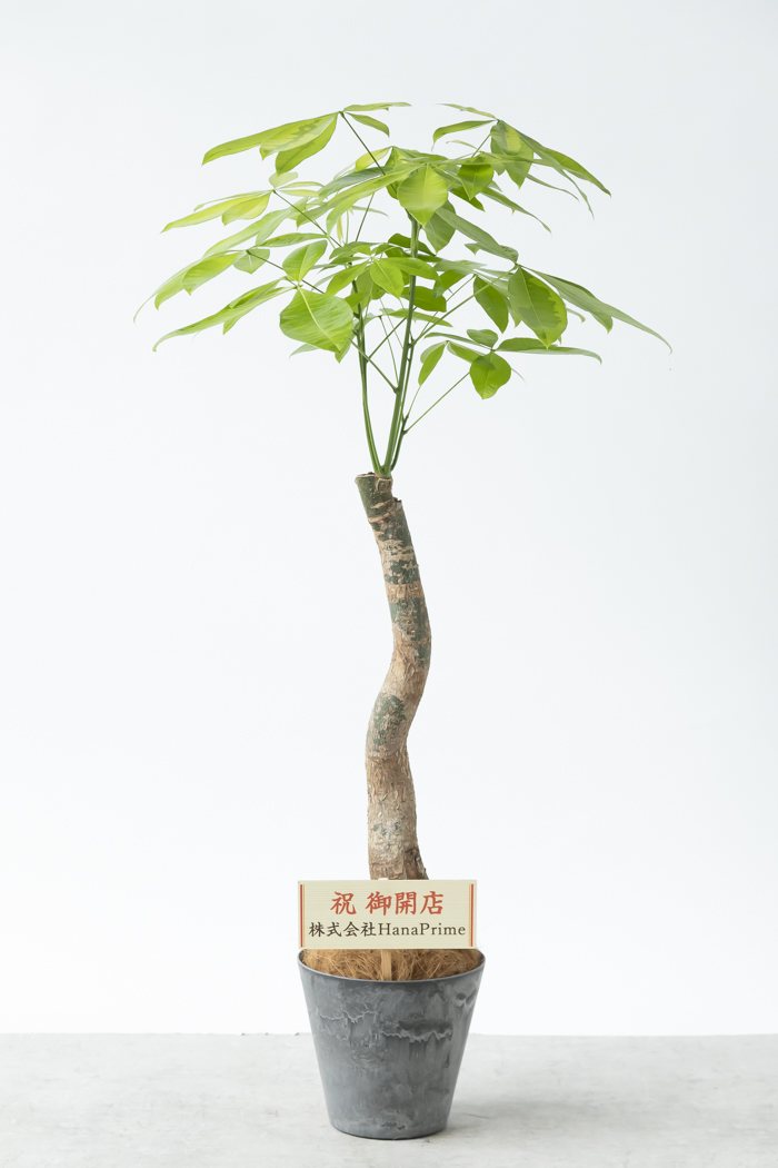 Lサイズの観葉植物（8号鉢）100cm～150cm｜HanaPrime（ハナプライム）