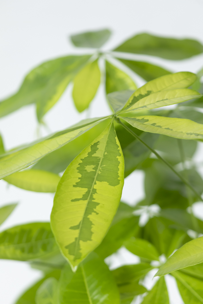 観葉植物 パキラ ムーンライト（8号鉢）｜HanaPrime（ハナプライム）