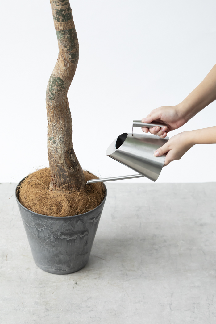 観葉植物 パキラ ムーンライト（8号鉢）｜HanaPrime（ハナプライム）