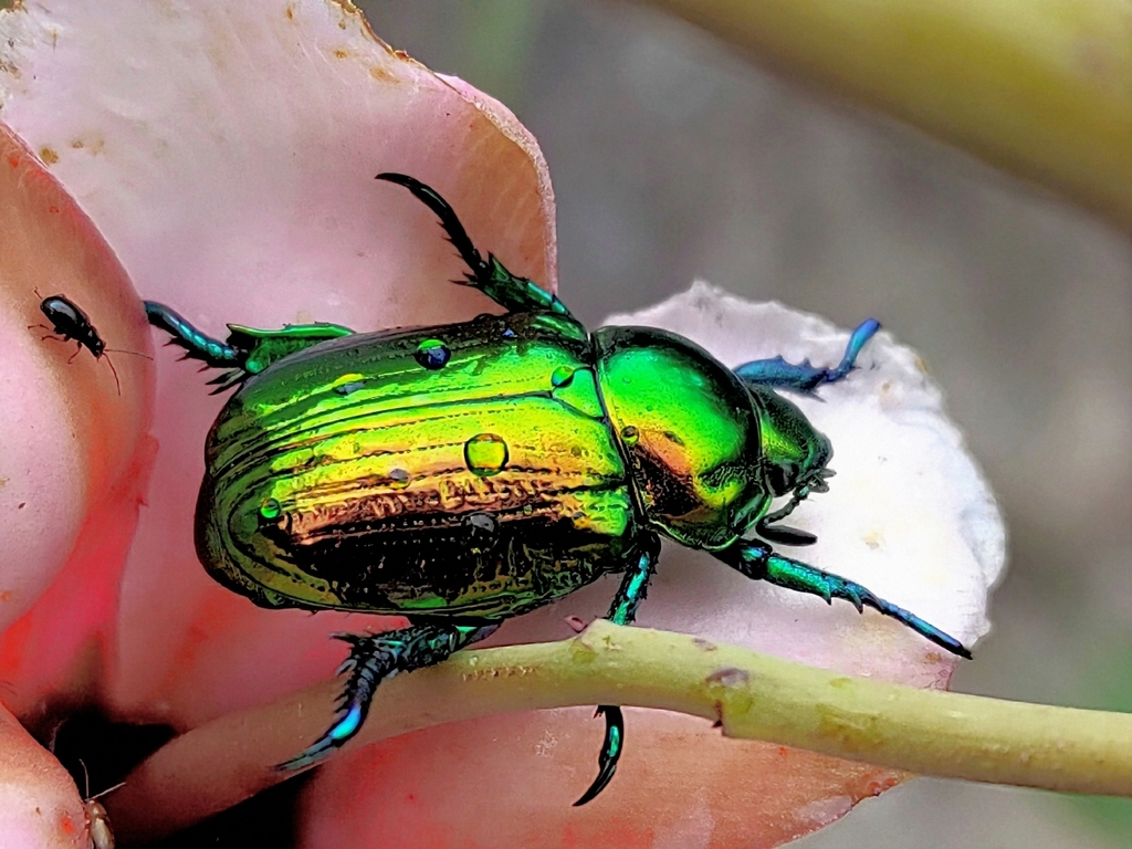 Precious Metal Beetle (Pelidnota sumptuosa) · iNaturalist