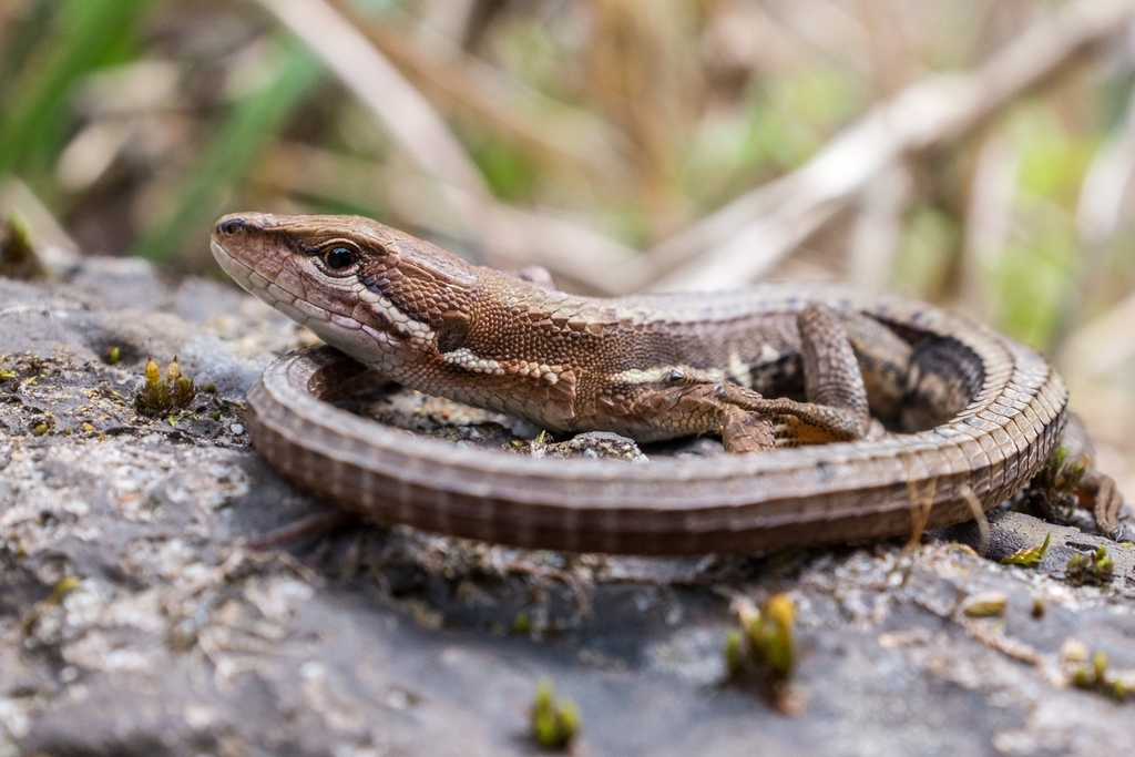Japanese Grass Lizard (Takydromus tachydromoides) · iNaturalist