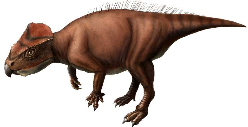 New plant-eating dinosaur species discovered in Japan named after