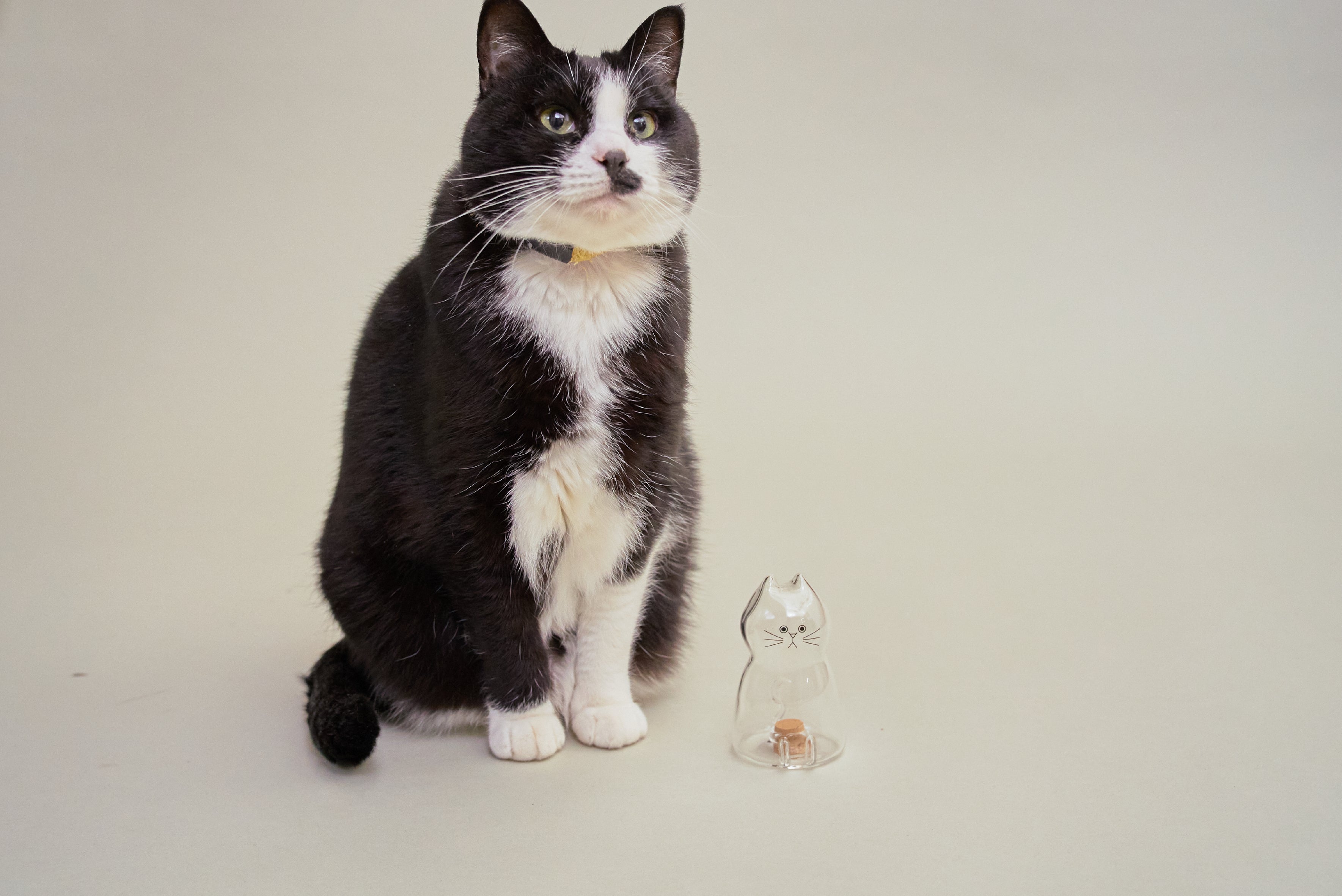 うちの子のけだまだま」から、待望のガラスシリーズ誕生！｜マクアケ