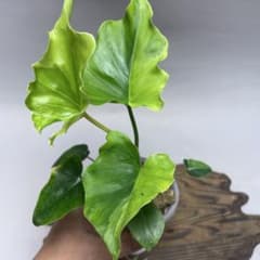 q15フィロデンドロン・セローム・斑入り 希少品種 観葉植物 - メルカリ