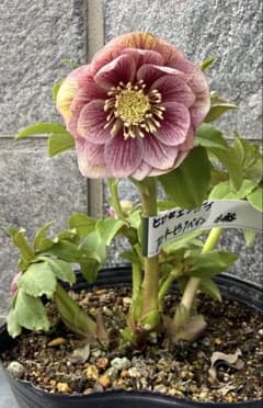 クリスマスローズ 広瀬園芸スモーキーピンクベイン小輪 - メルカリ