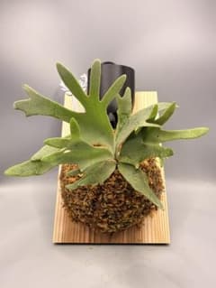 極大サイズ ビカクシダ P.willinckii 'Jewel' spore - メルカリ