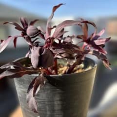 まい様専用 ブラックマジック整形広瀬園芸 クリスマスローズ 開花株