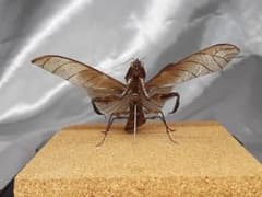 m40043243215_1.jpg?1748728597