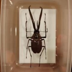 チリクワガタ/コガシラクワガタ 76mm 標本 - メルカリ