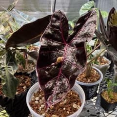 Y*_様 希少 アロカシア ブラックサタンピンクボーン 芋 - メルカリ