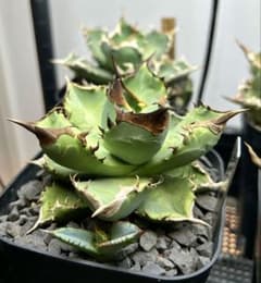 アガベ オテロイ 実生 選抜 子株 - メルカリ