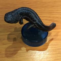 京都水族館フィギュアコレクション オオサンショウウオ 在来種 - メルカリ