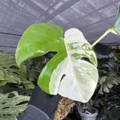 X4 モンステラ ボルギシアナ アルボ ホワイトタイガー白斑 健康カット