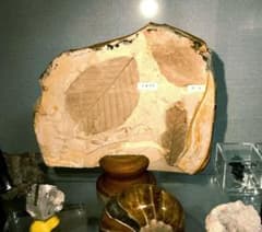 極美品】葉の化石 （イヌブナ、ブナ、ヤマボウシ）塩原化石 天然石