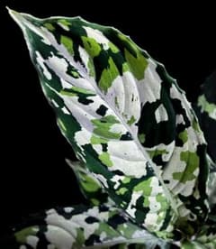 m51695514210_1.jpg?1717893807