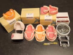 歯科 NISSIN 顎模型 セット 歯科医師 歯科衛生士 - メルカリ