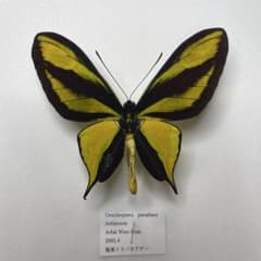 極楽トリバネアゲハ蝶 - メルカリ