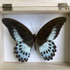 値下げ‼️｟蝶標本｠スリランカ産 テンジクアゲハ 1 ♂ - メルカリ
