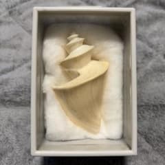 超特大)チマキボラ 貝殻 標本 110mm クダマキガイ科 - メルカリ