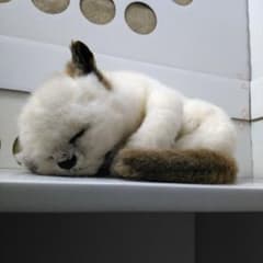 リーベ社 リアル眠り猫 ぬいぐるみ 昭和レトロ 白色 クリーム色 - メルカリ