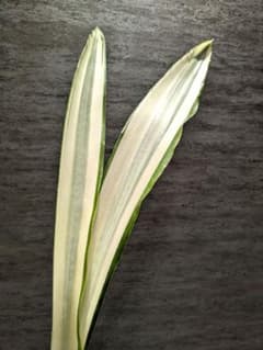 祥*作様 サンスベリア ビューティークイーン 超特大苗 ロリダ サボテン