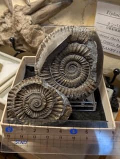 アンモナイト 化石 最高品位 レア産地 標本 鉱物 - メルカリ
