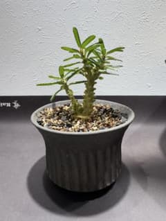 Dorstenia gigas f. bullata 