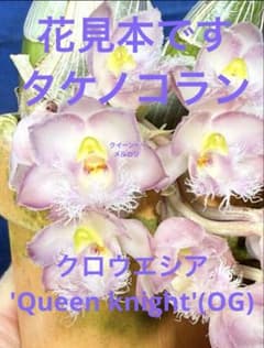 105 タケノコラン Clowesia 'Queen knight'(OG) - メルカリ