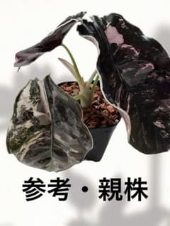 アロカシア アズラニー 斑入り 芋 限定2個 - メルカリ