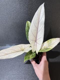 アロカシア スカルプラム ミント 芋 - メルカリ