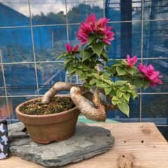 ブーゲンビリア 中型盆栽 キャンドル - メルカリ