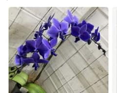 ⑥正規品 希少品種 胡蝶蘭 コチョウラン ファレノプシス ブルージーン