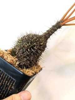 ミルメコディア プラティティレア オレンジ ペティオールズ アリ植物