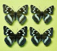 蝶標本 北海道産オオイチモンジ♀4頭 採集品 - メルカリ