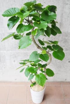 m11587893164_1.jpg?1717822839