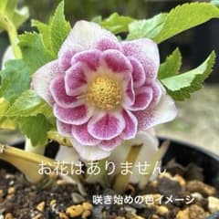 加藤農園 クリスマスローズ プリマベーラxプリマベーラ 株分 - メルカリ