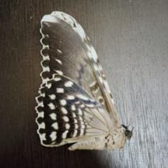 世界最大 鱗翅目 蝶標本 蛾標本 ナンベイオオヤガ！！！ - メルカリ