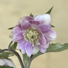 いろはhyb dd 大木ナーサリー クリスマスローズ タグ付き 現品 開花株